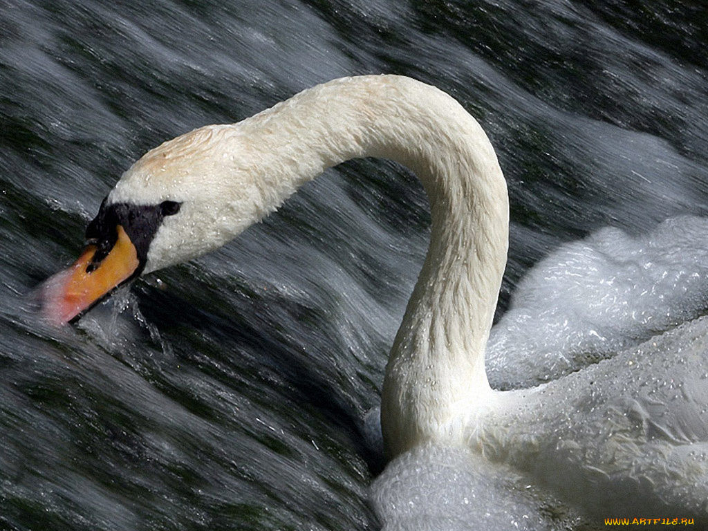 borisova, лебединый, зигзаг, животные, лебеди