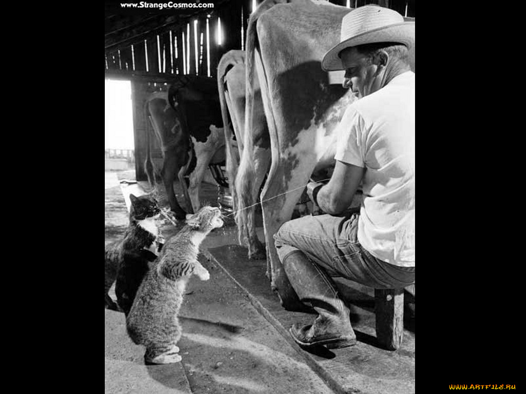 юмор, приколы