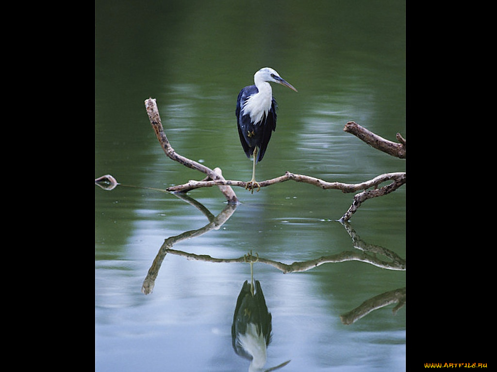 животные, цапли