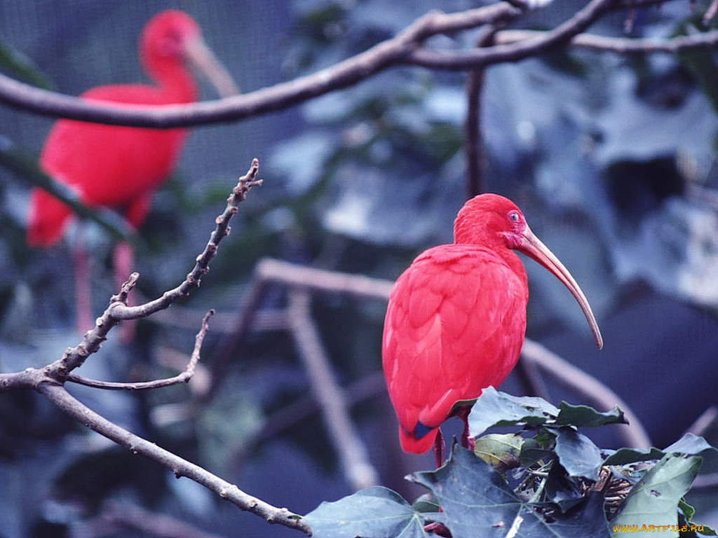 животные, ибисы, колпицы