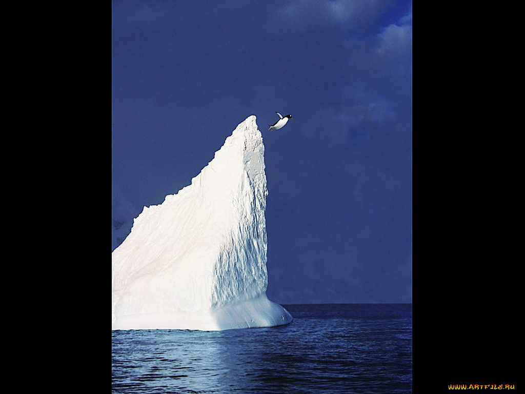 животные, пингвины