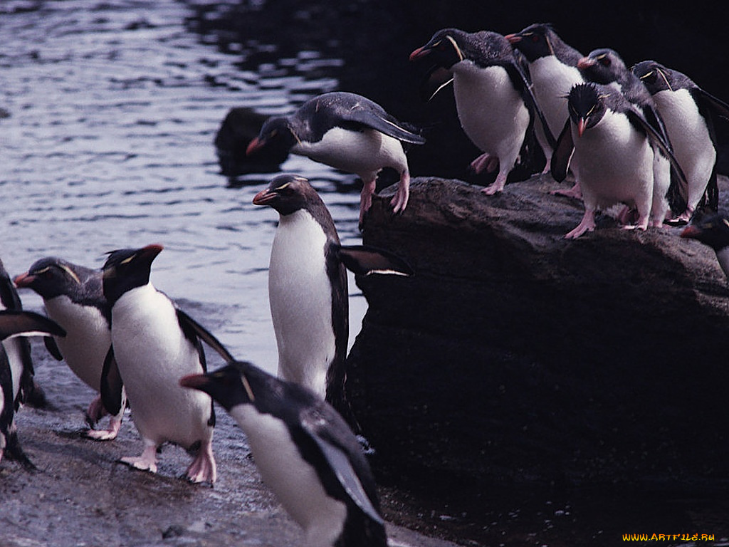 животные, пингвины