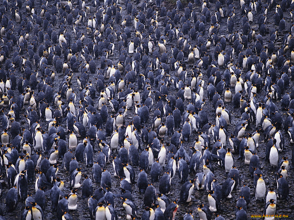 животные, пингвины