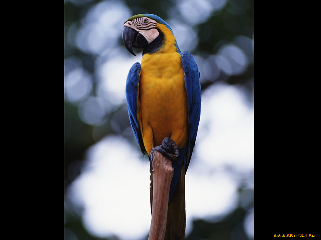 животные, попугаи