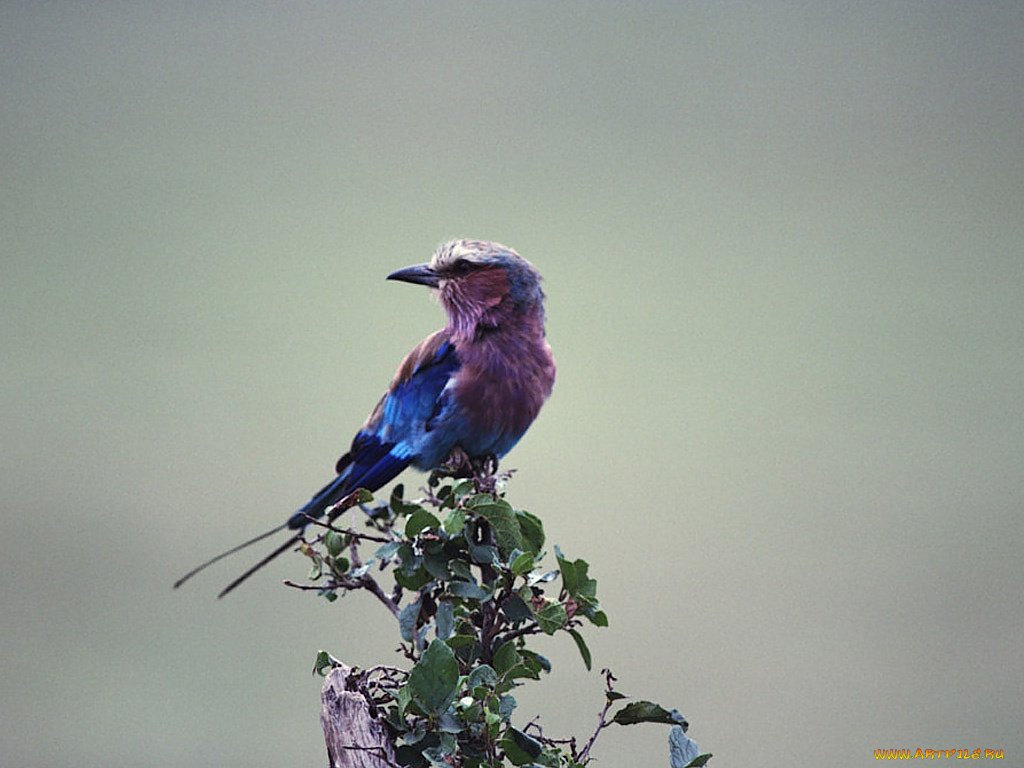 животные, птицы