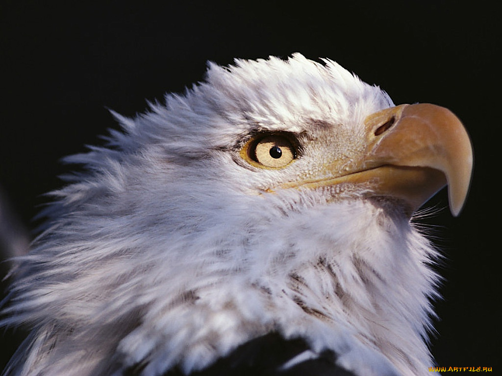 животные, птицы, хищники