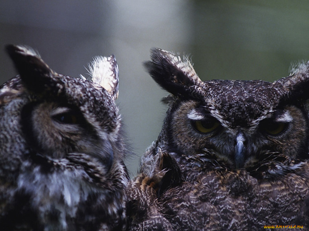 животные, совы