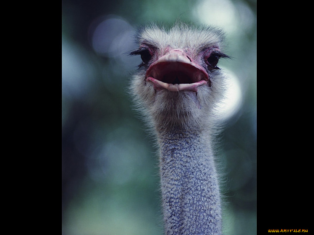 животные, страусы