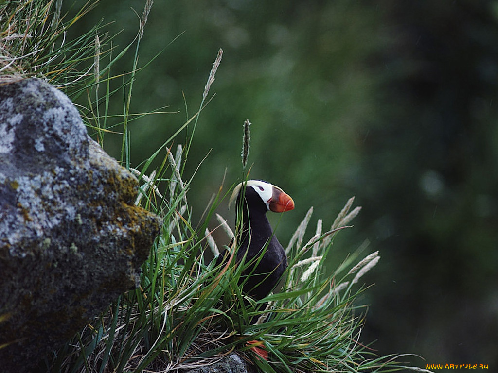 животные, тупики