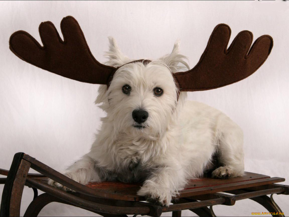 животные, собаки