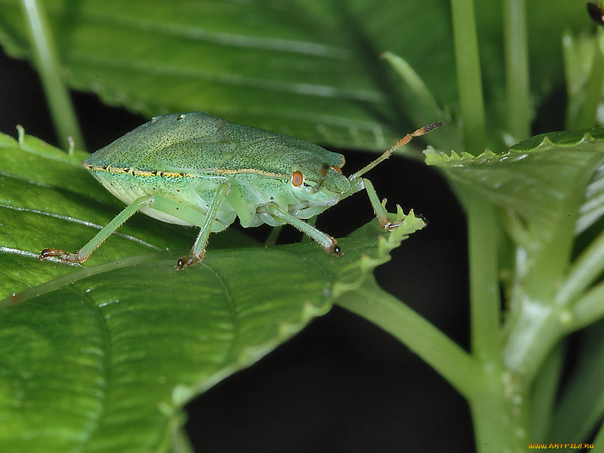 orleanski, раздумья, клопа, черепашки, перед, падением, листа, животные, насекомые