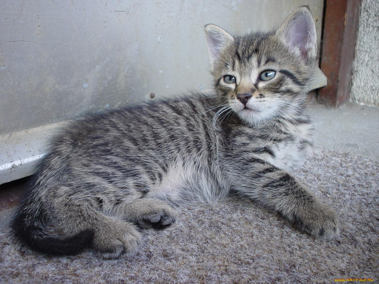 животные, коты