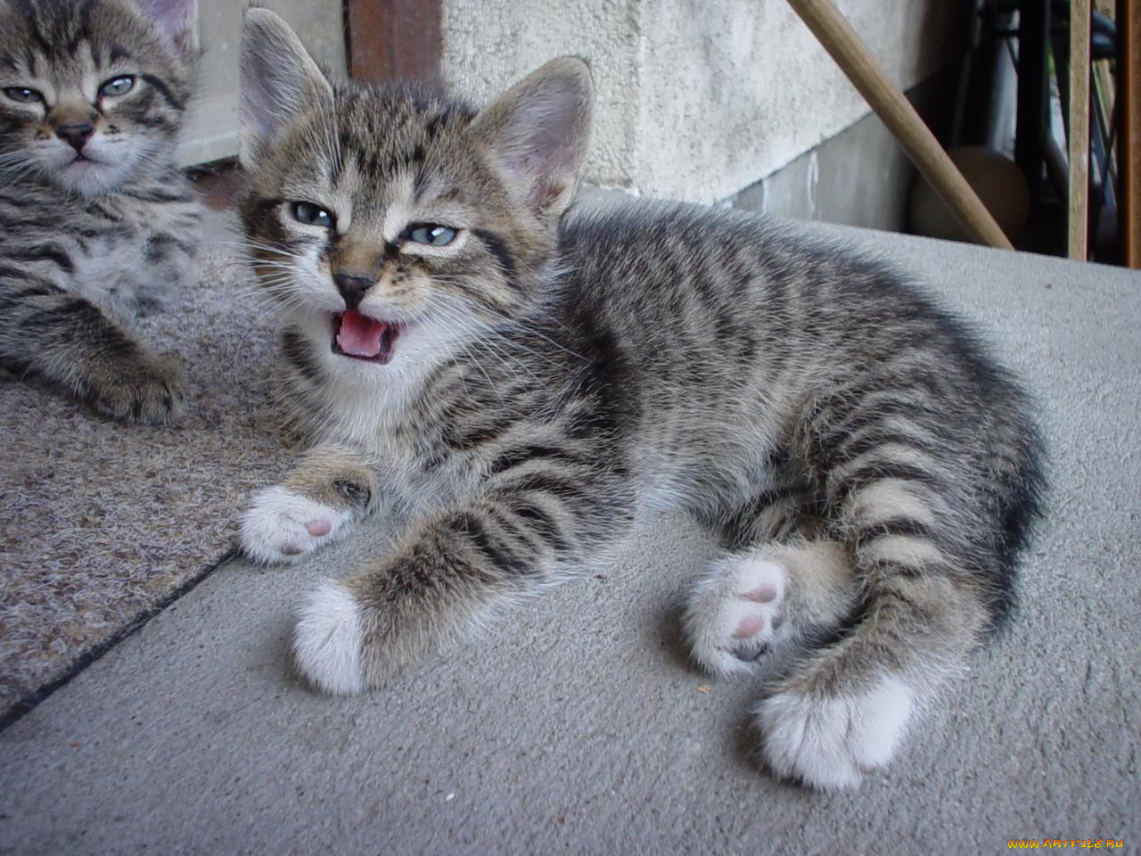 животные, коты