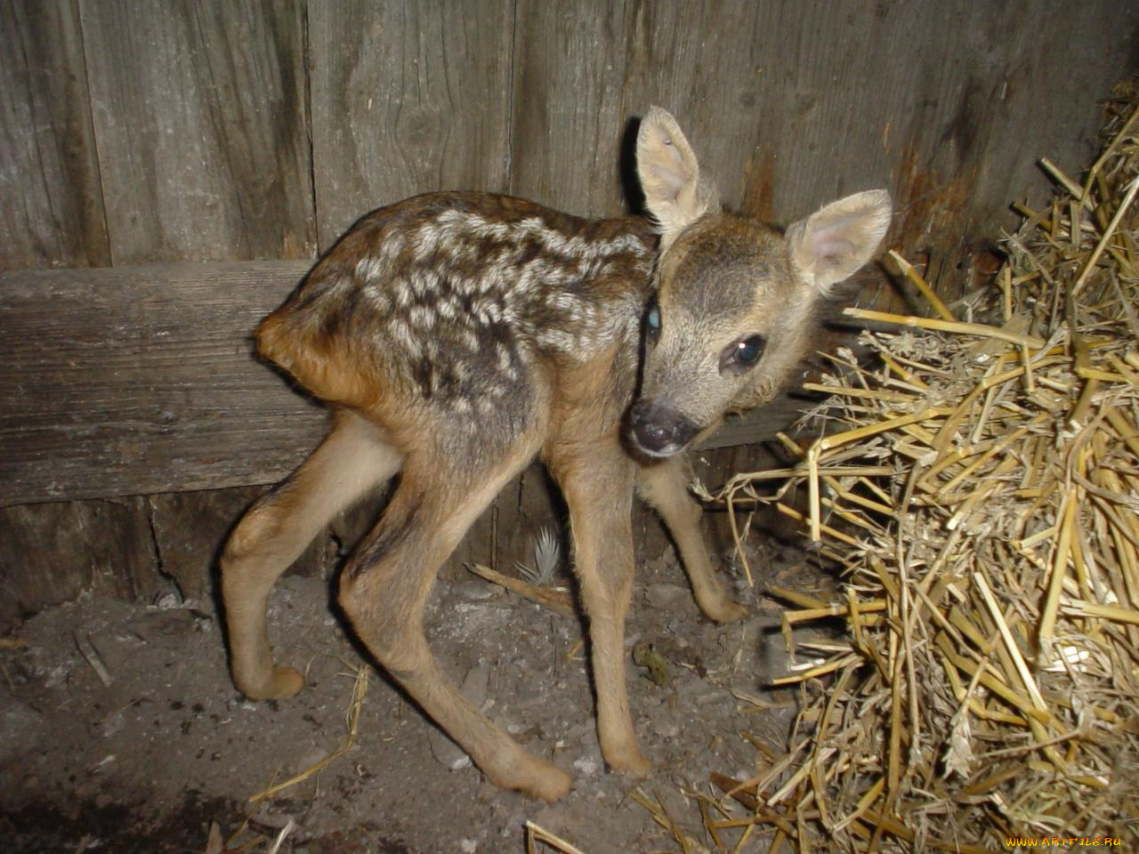 животные, олени