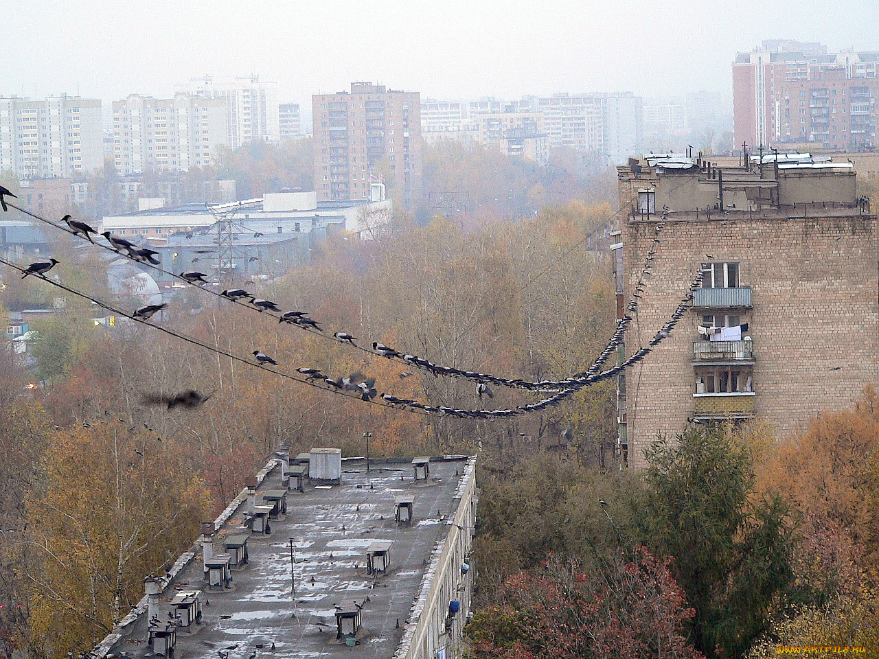 животные, вороны, грачи, галки