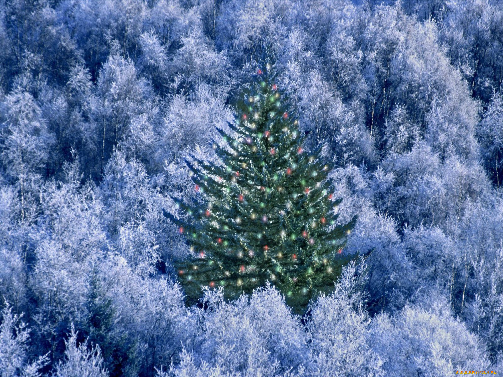 праздничные, Ёлки