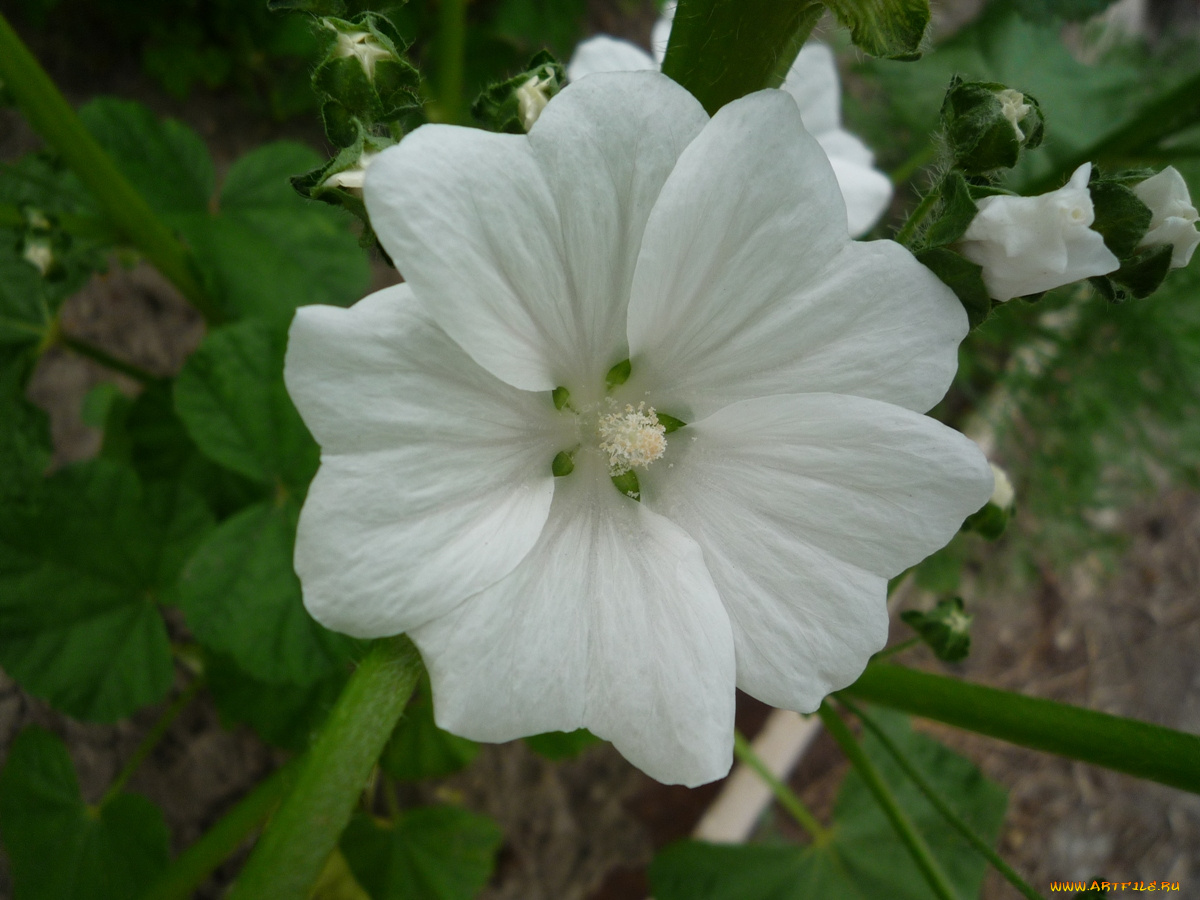 цветы, мальвы