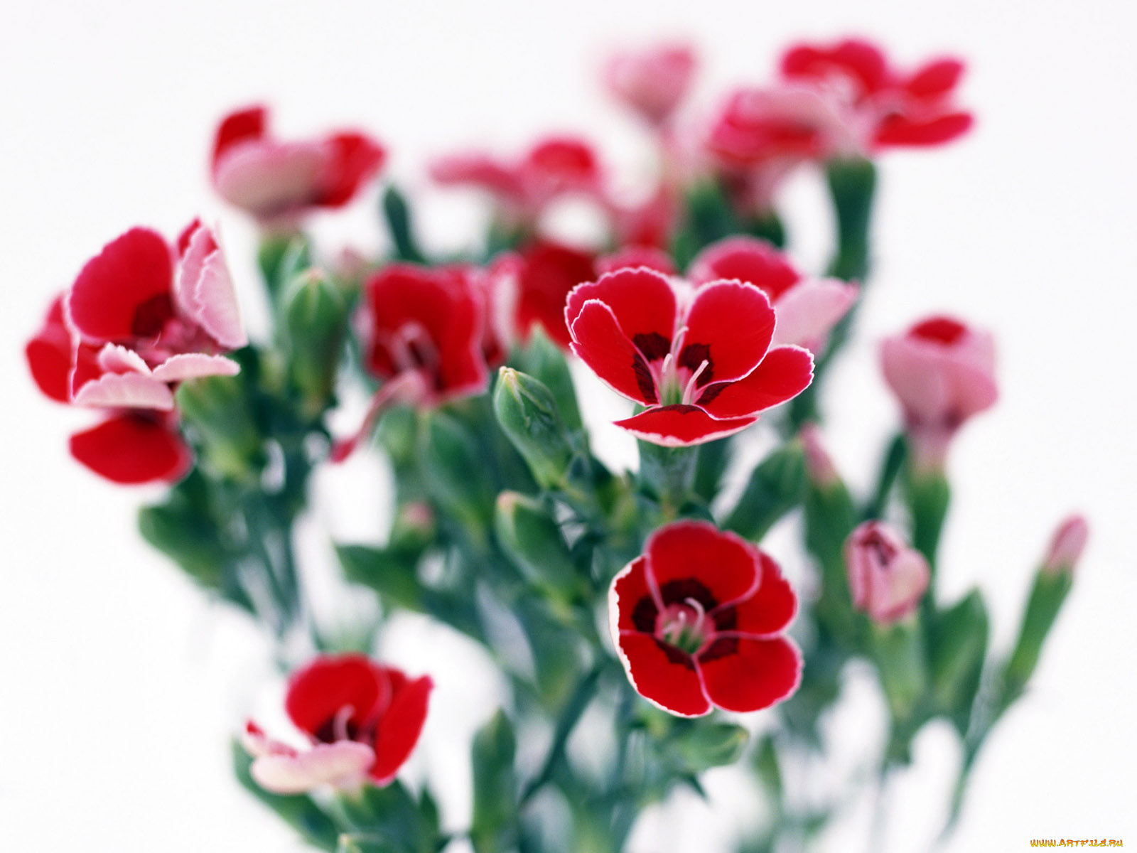 цветы, гвоздики