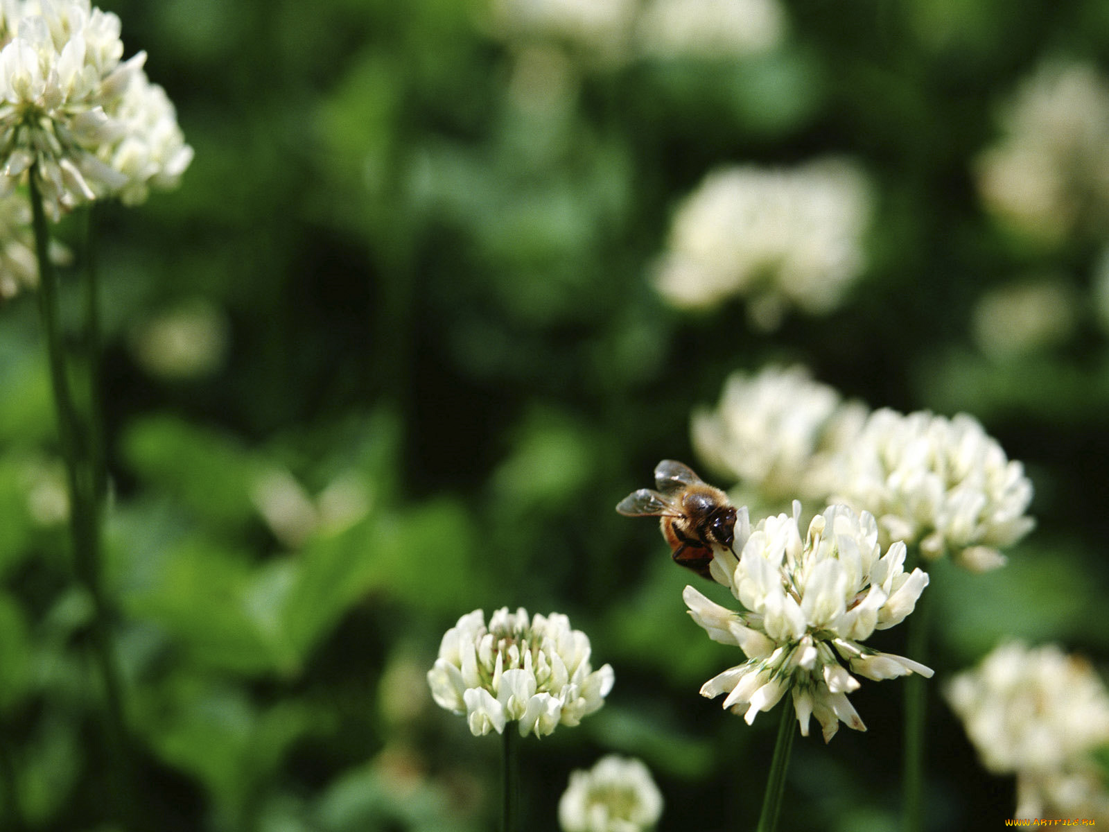 цветы, луговые, полевые