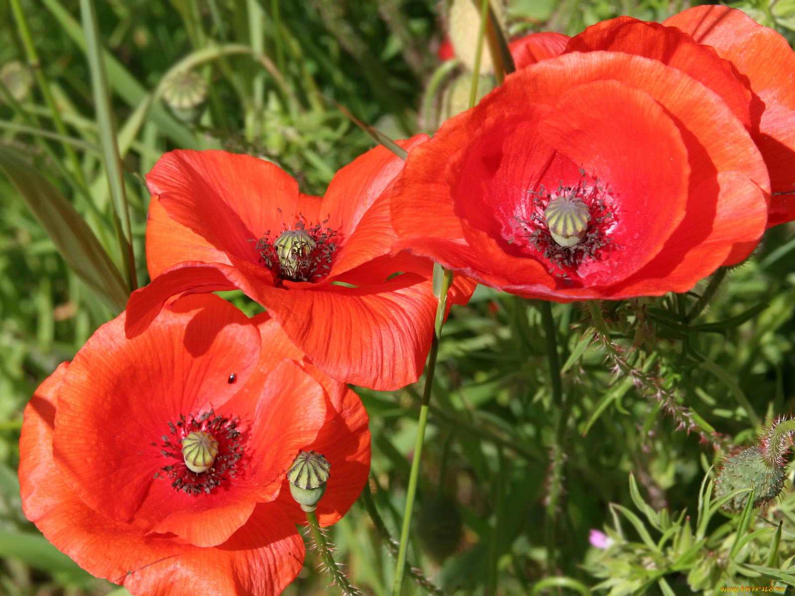 цветы, маки