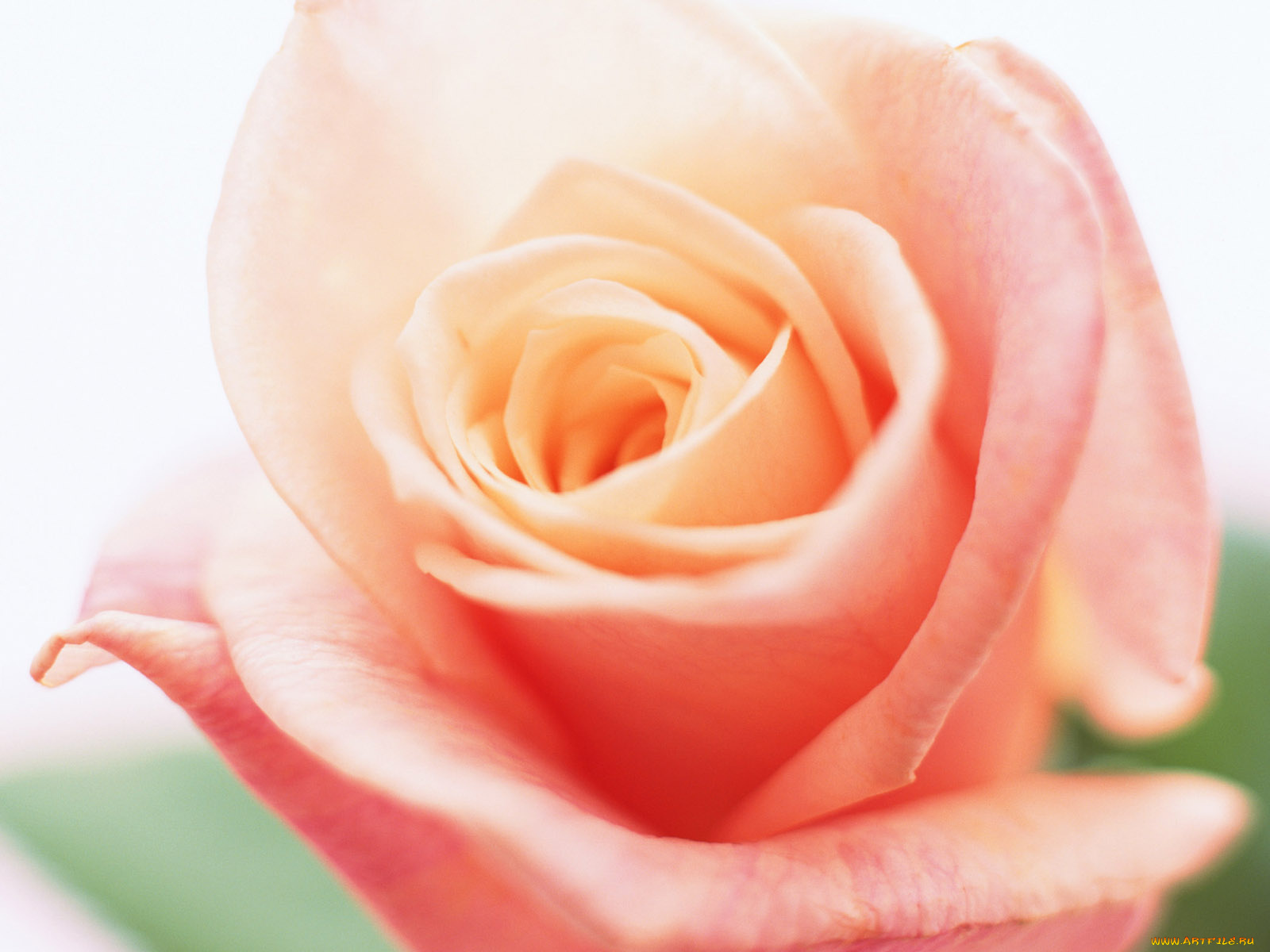 цветы, розы