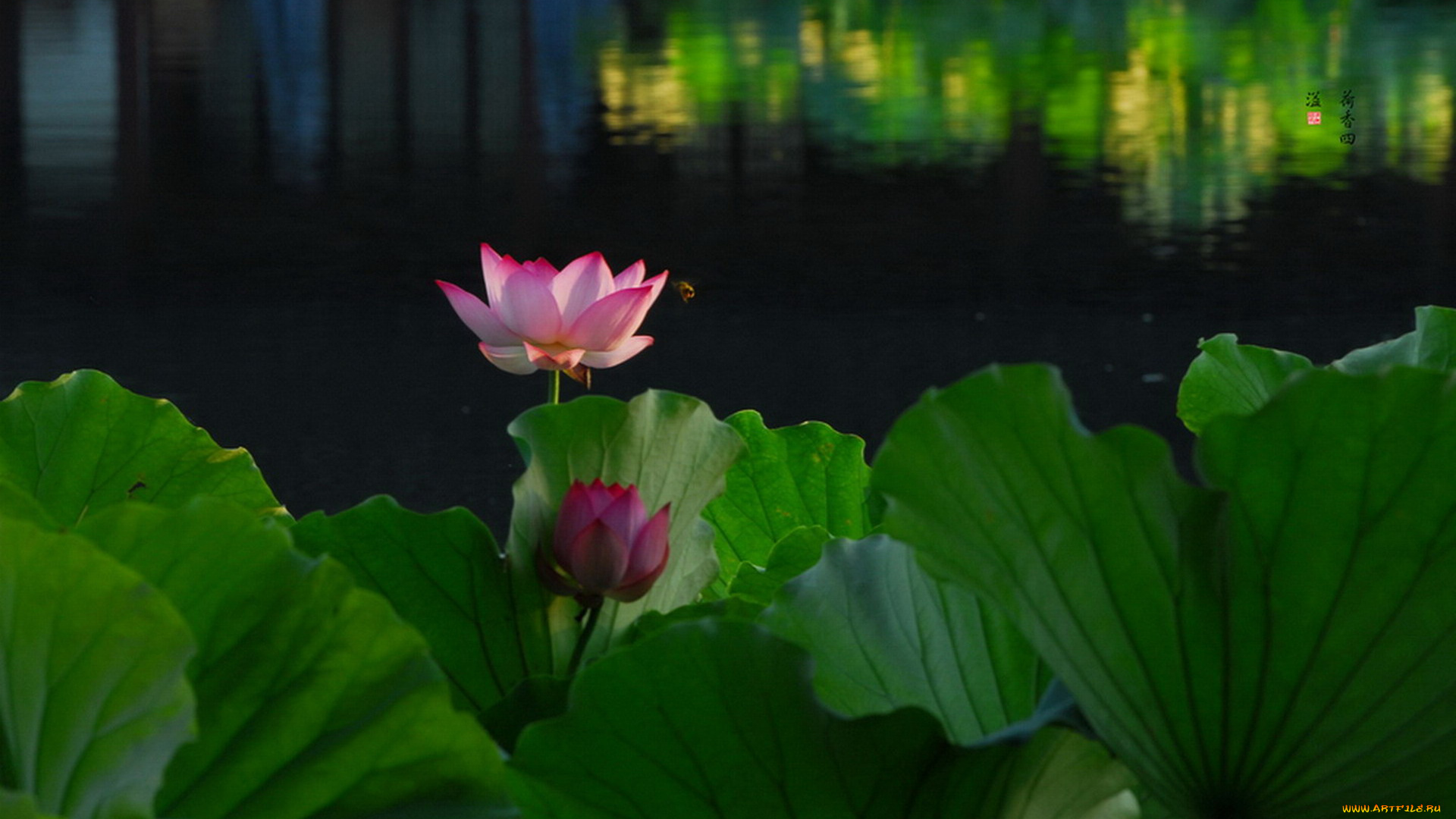 цветы, лотосы