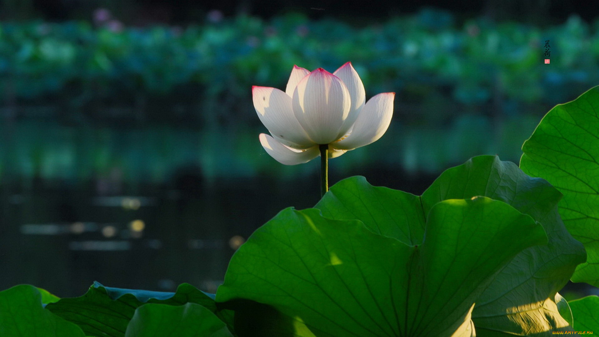 цветы, лотосы