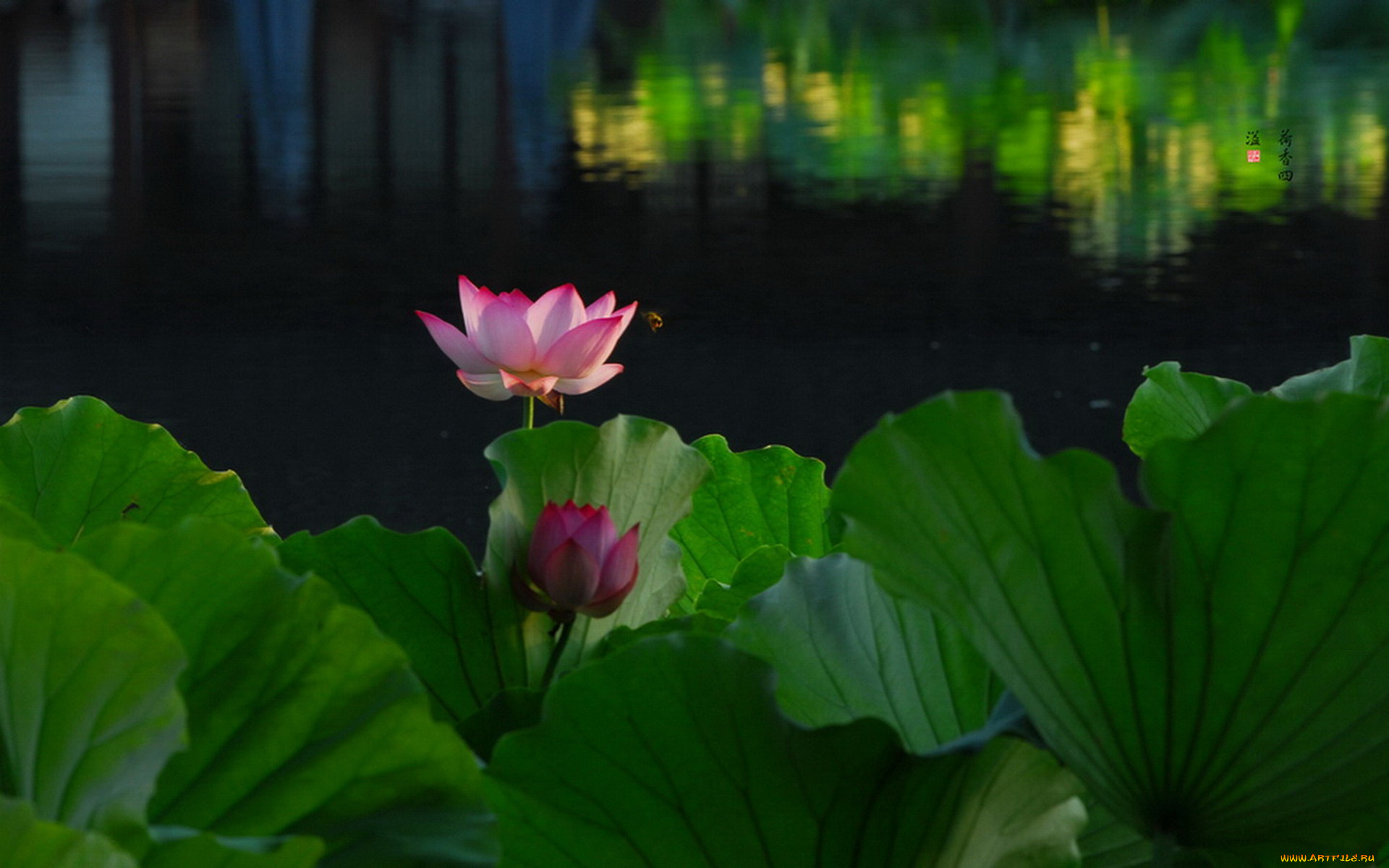 цветы, лотосы