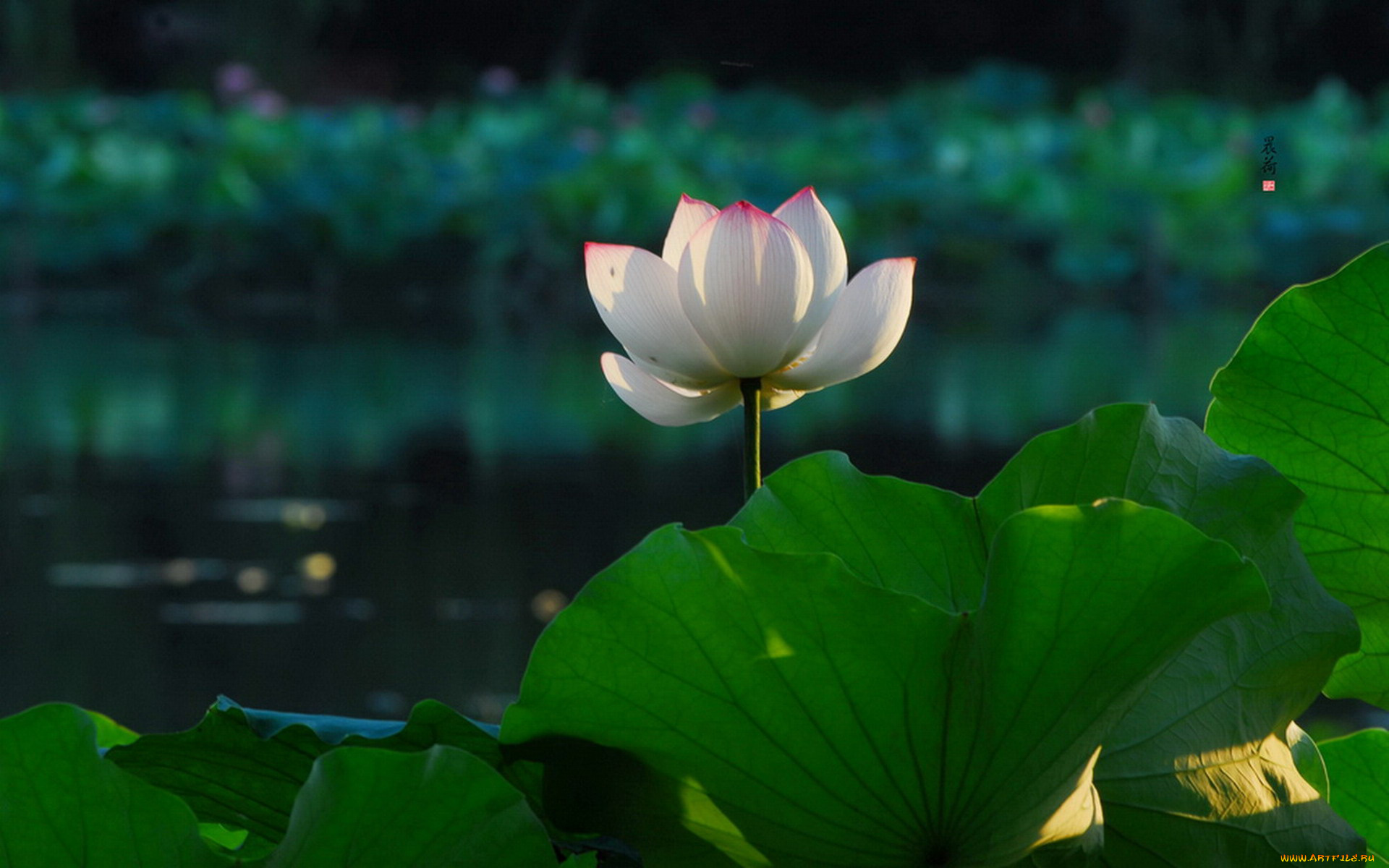 цветы, лотосы