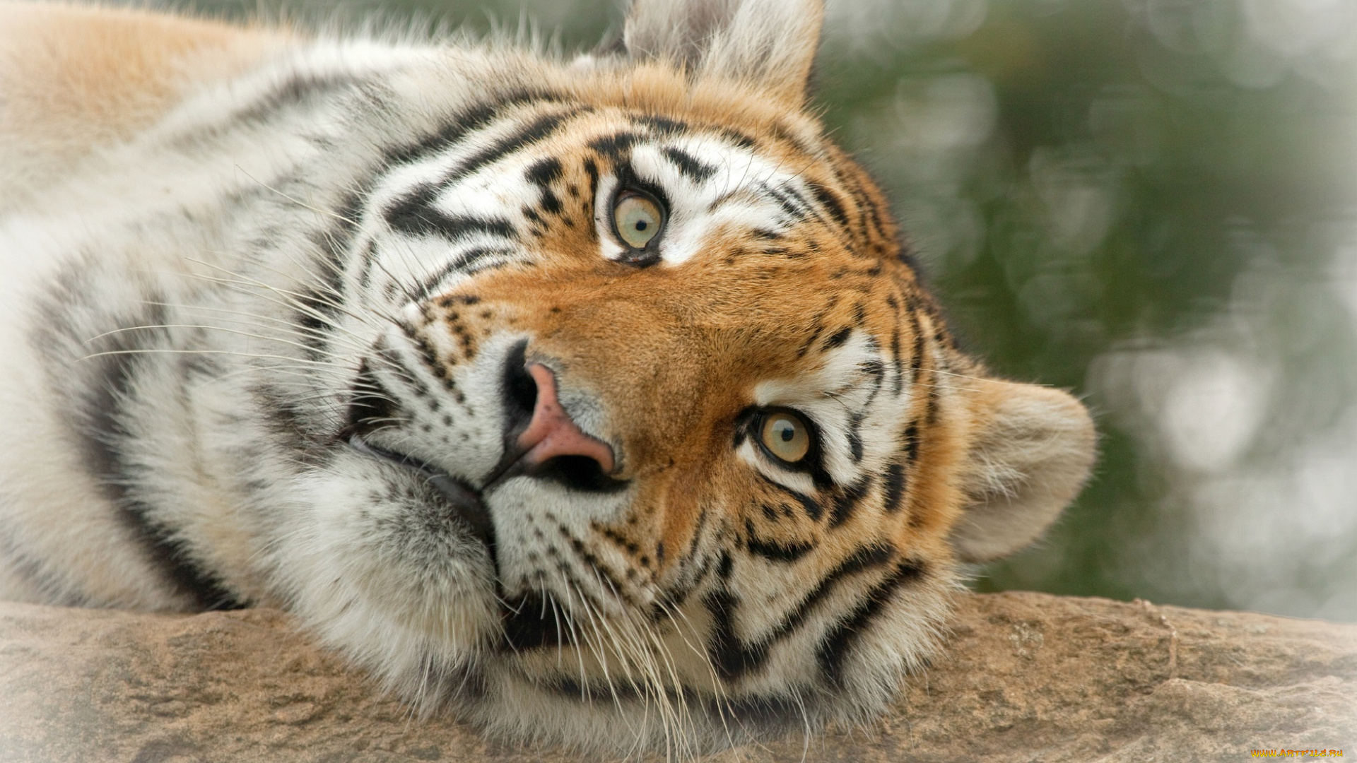 ©, ania, jones, животные, тигры, тигр, морда