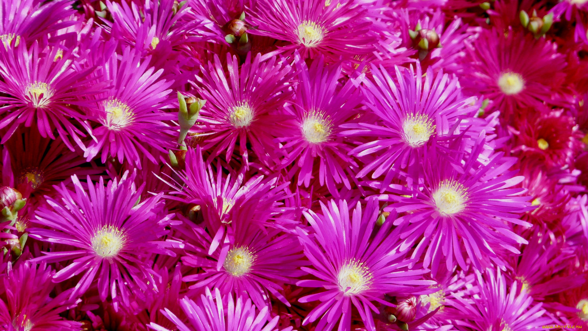 цветы, аизовые, mesembryanthemum, ливингстон, ромашки