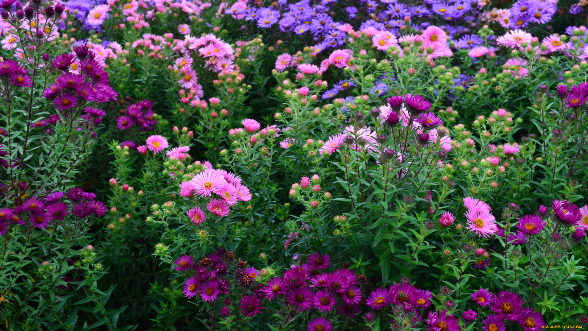 цветы, астры, сад