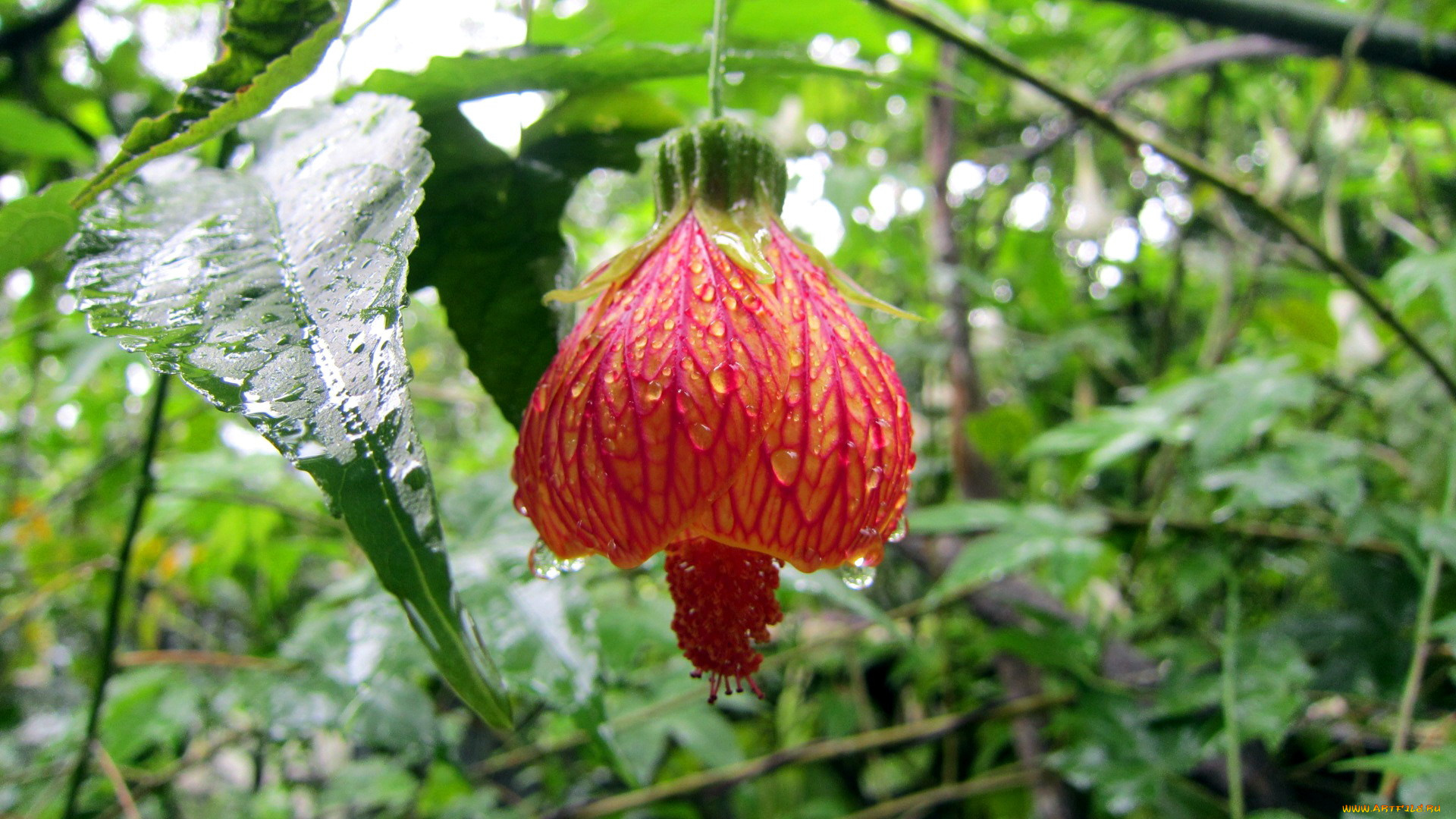 цветы, экзотика