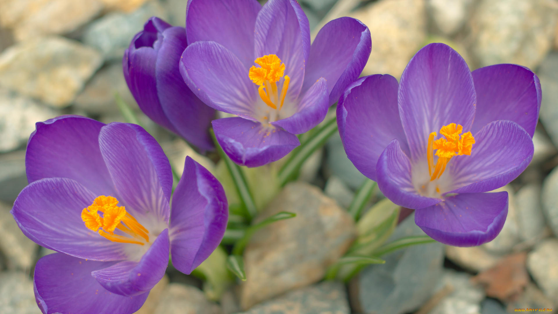 цветы, крокусы, лепестки, тычинки