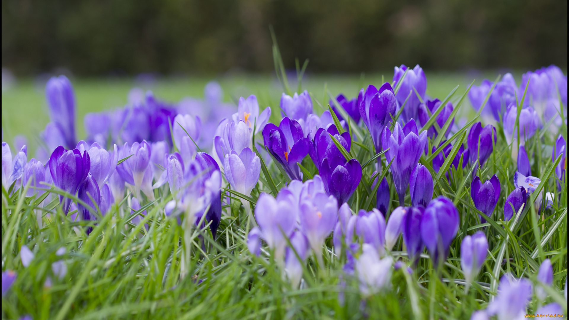 цветы, крокусы, луг, трава