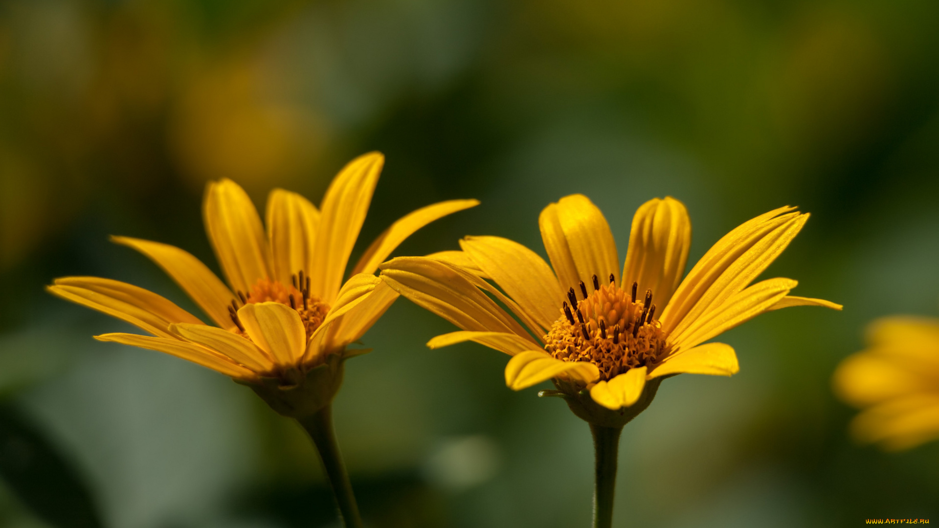 цветы, лепестки, тычинки
