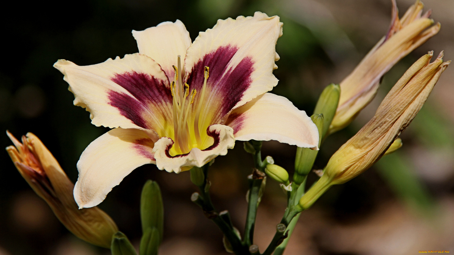 цветы, лилии, , лилейники, стебель, цветки