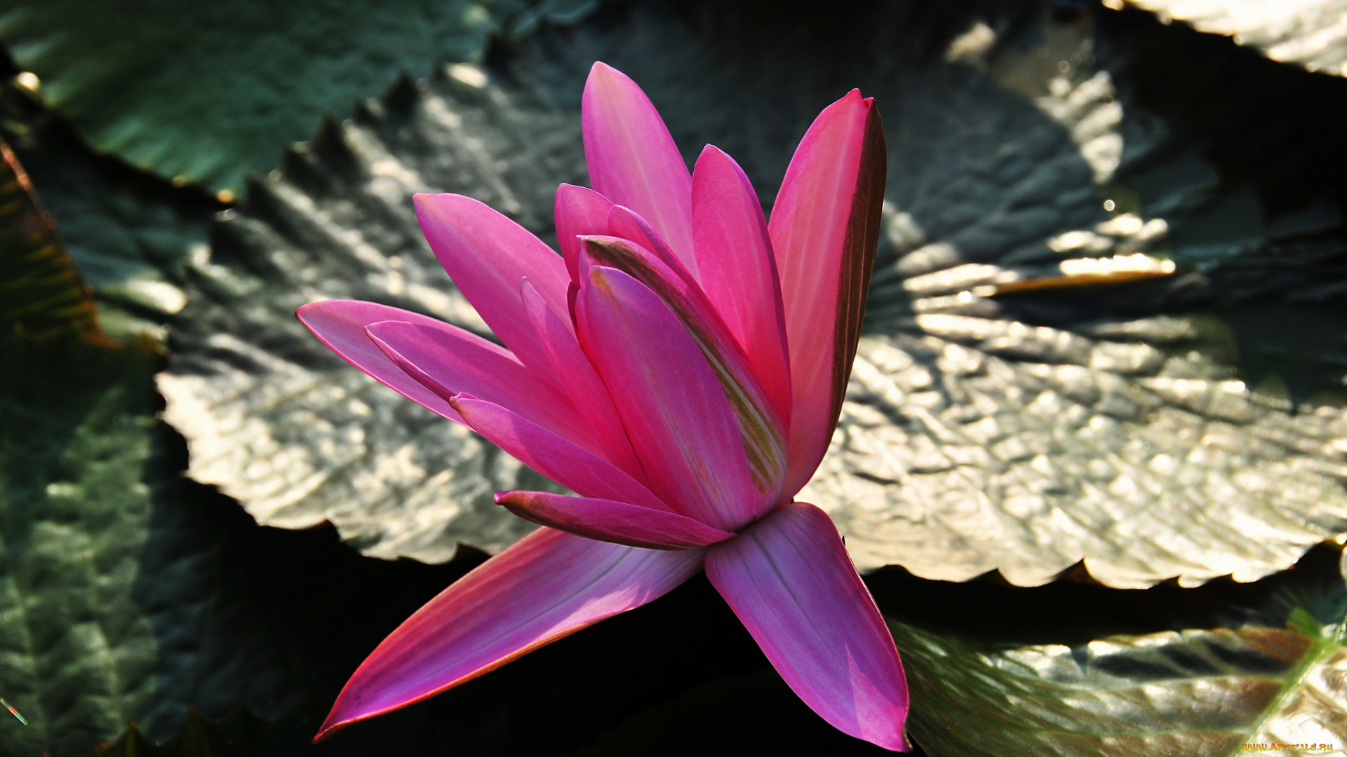 цветы, лилии, водяные, , нимфеи, , кувшинки, листья, цветок, вода