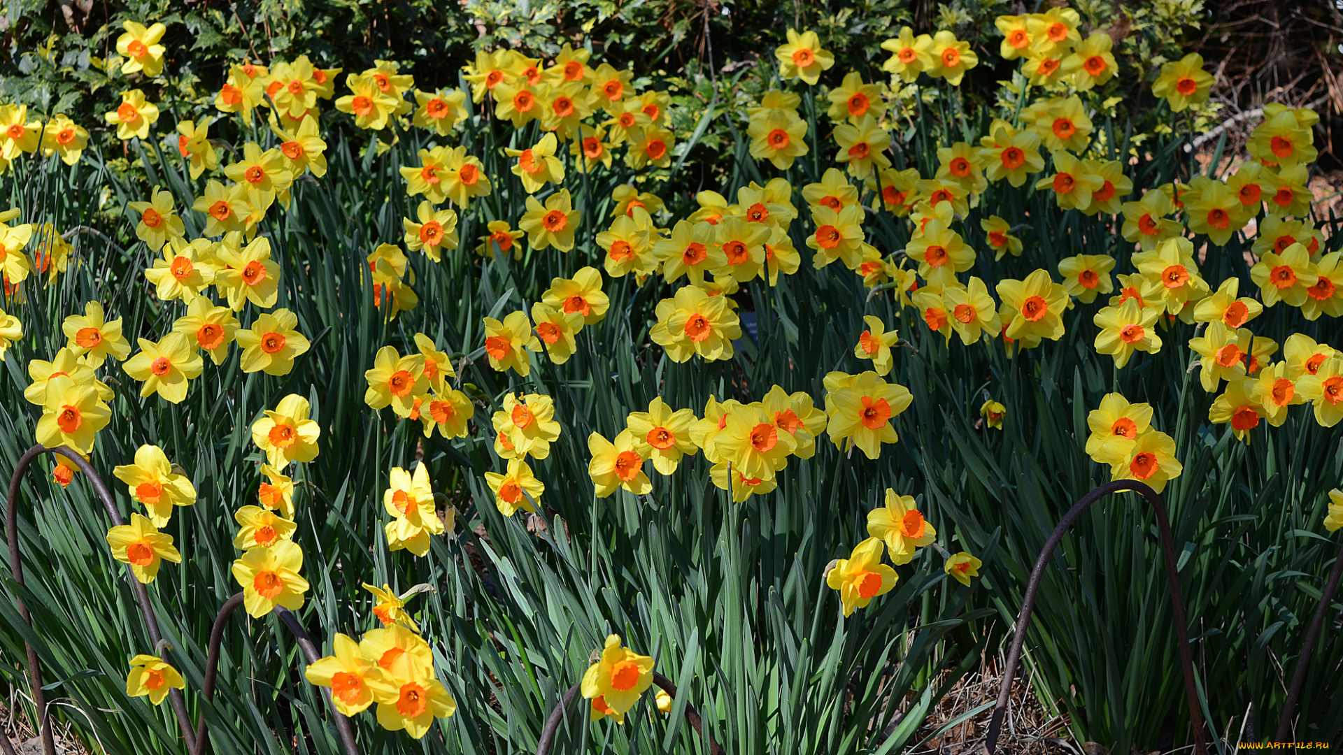 цветы, нарциссы, газон