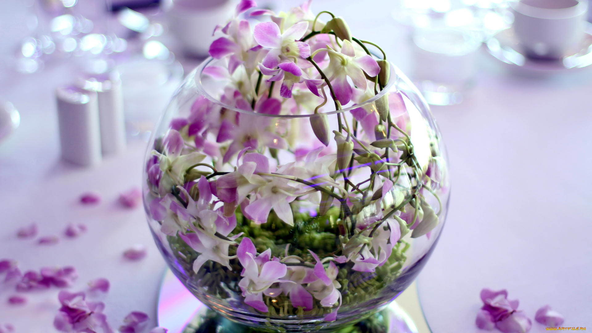 цветы, орхидеи, нежность