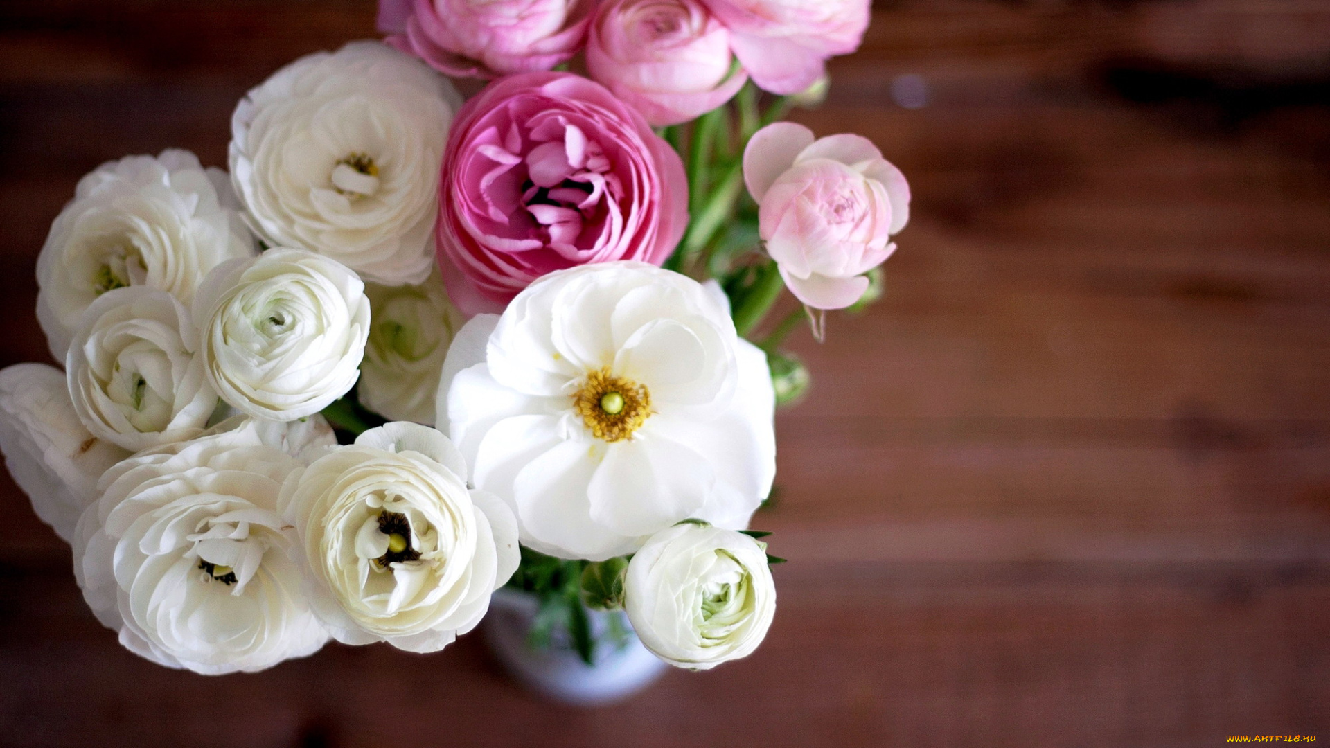 цветы, ранункулюс, , азиатский, лютик, розовый, белый