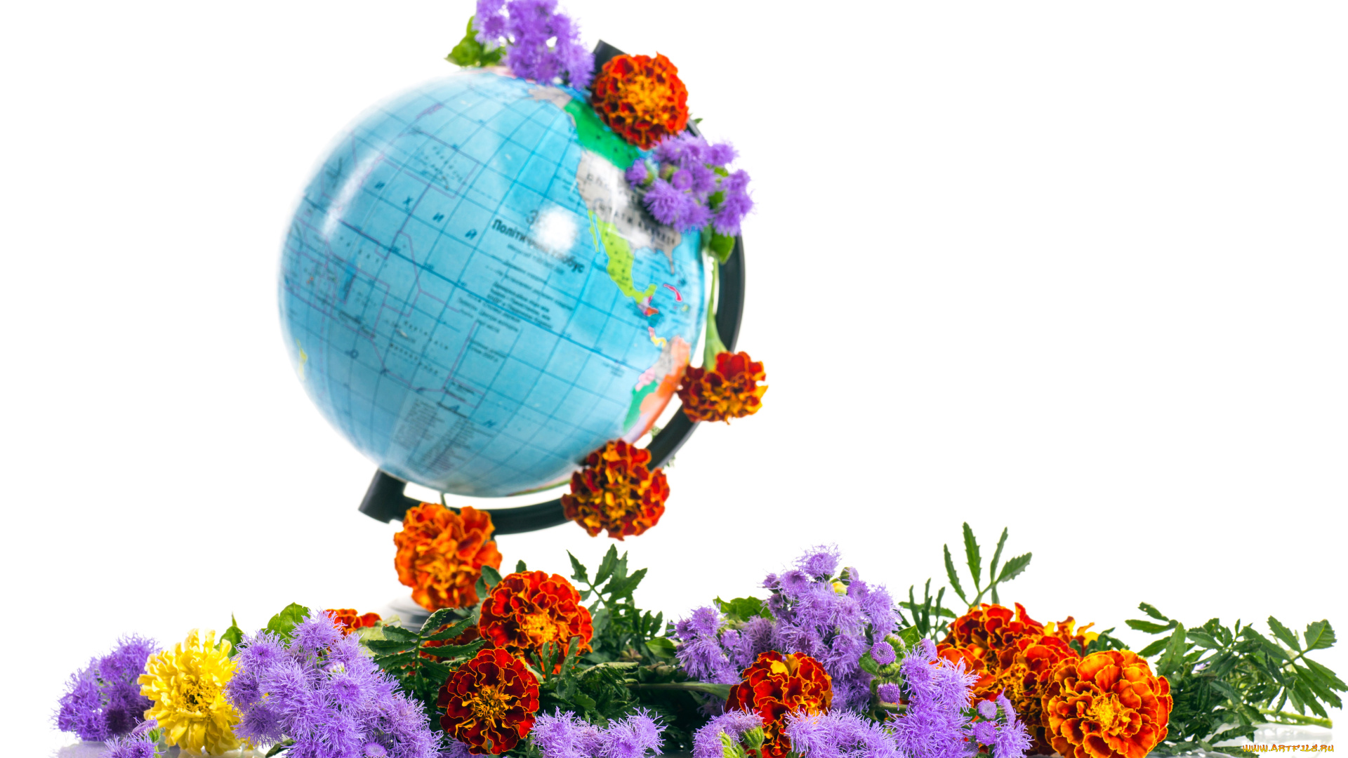 цветы, разные, вместе, агератум, бархатцы, глобус