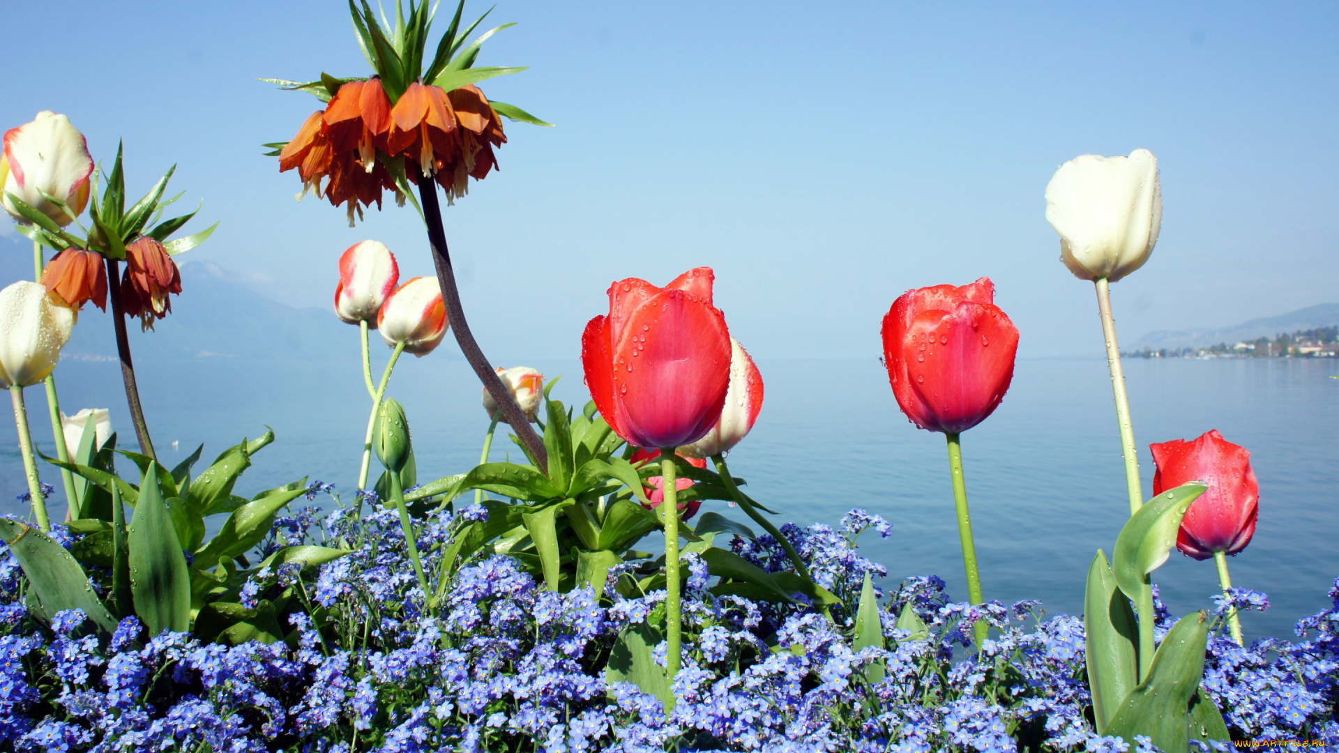 цветы, разные, вместе, незабудки, рябчик, тюльпаны