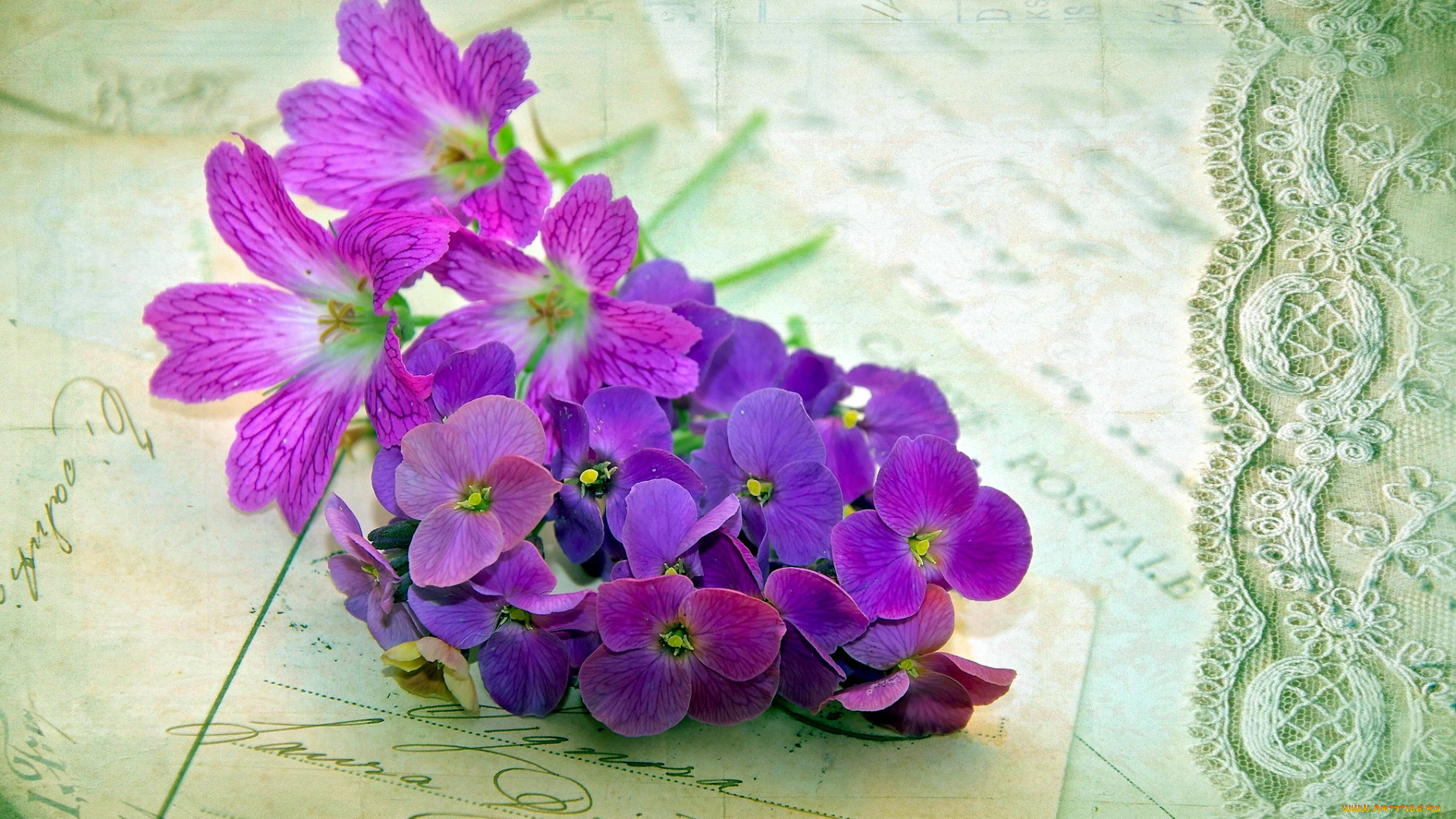 цветы, разные, вместе, сиреневый