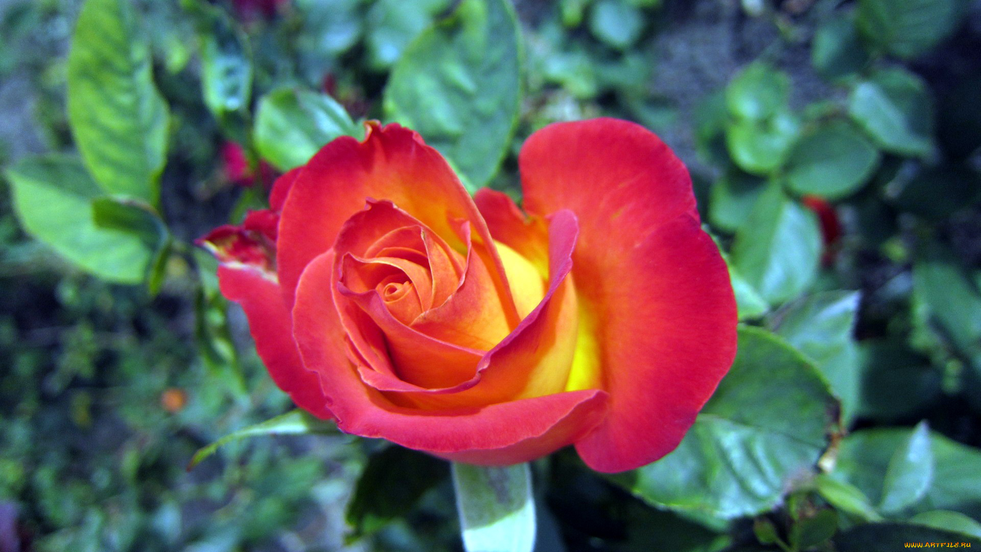 цветы, розы, бутон