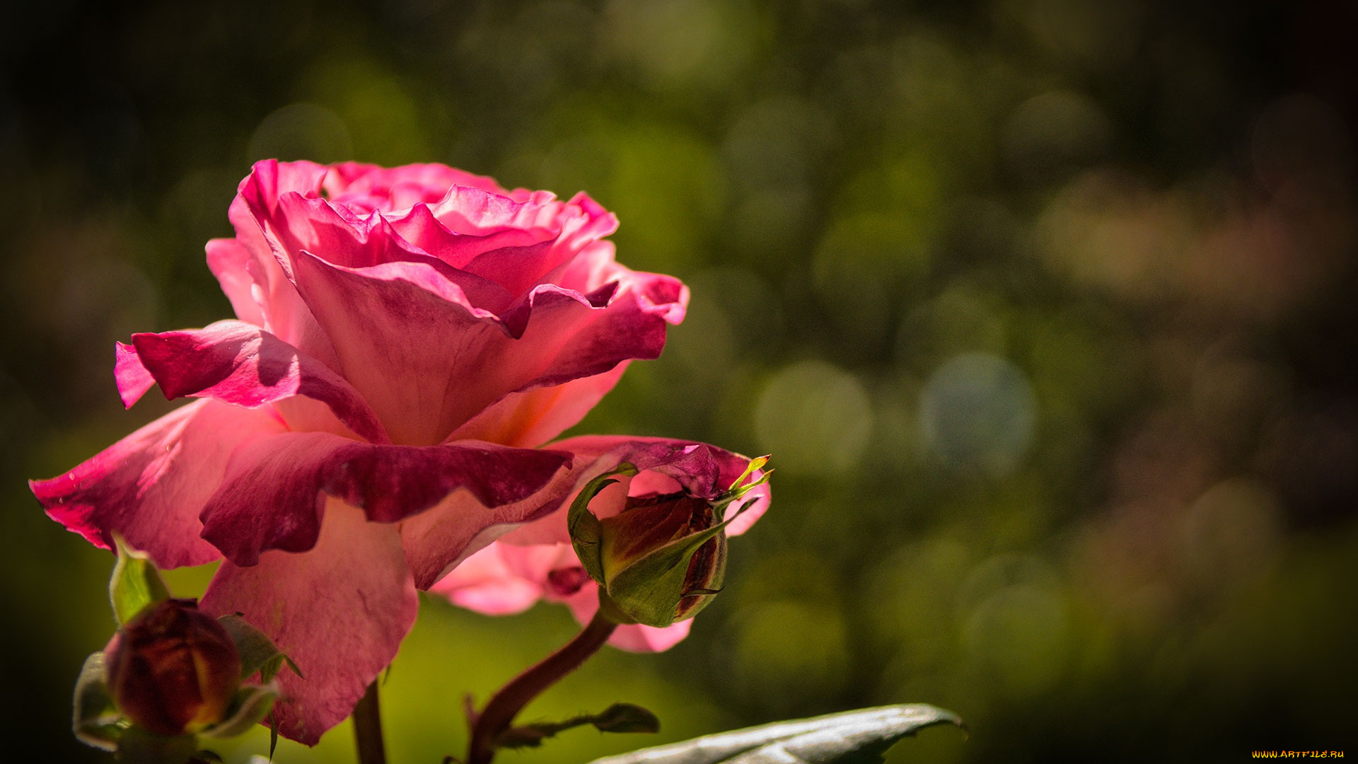 цветы, розы, роза, лепестки, бутоны, макро