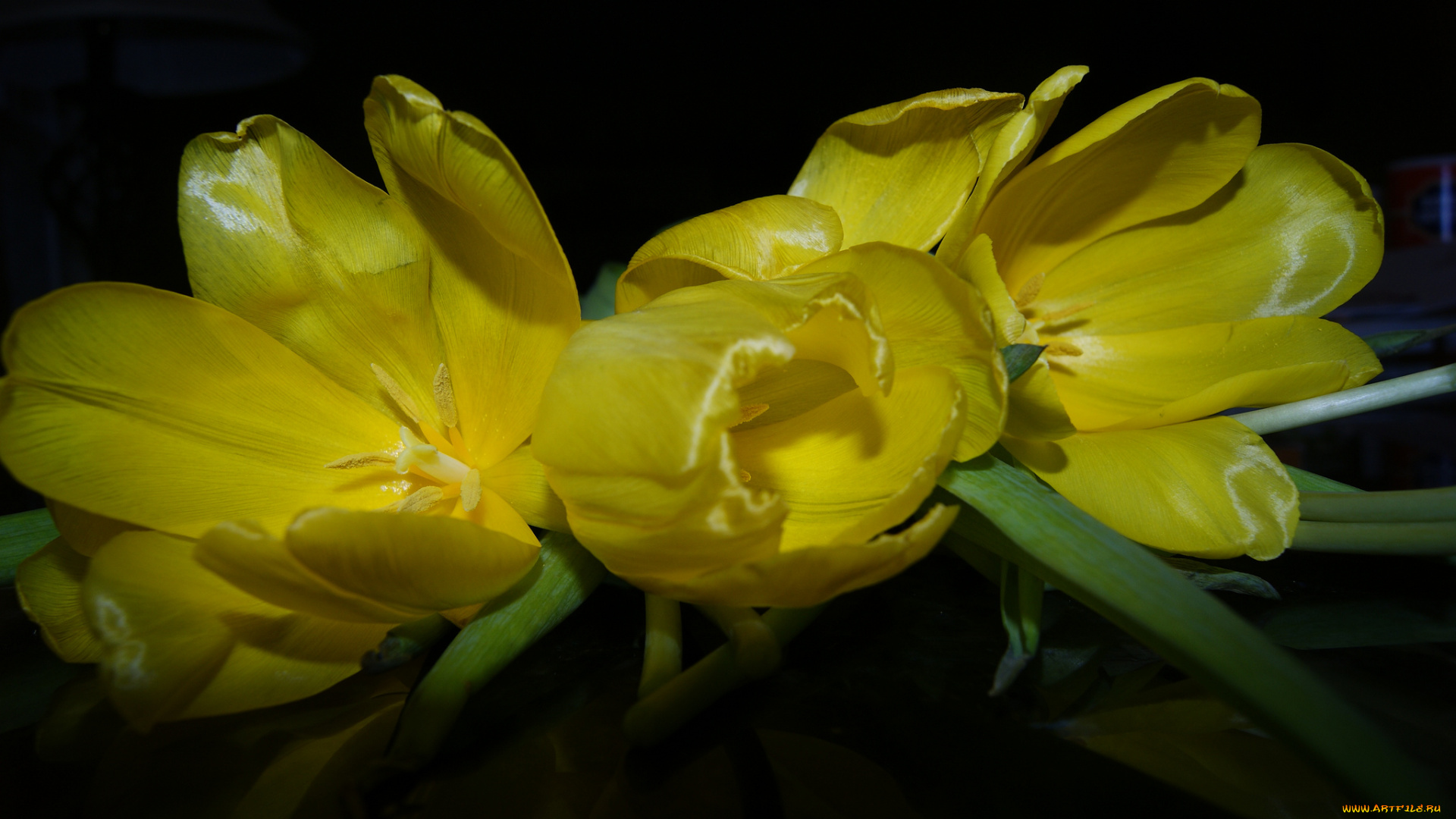цветы, тюльпаны, желтые