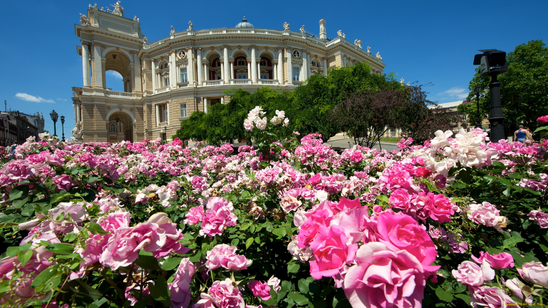 одесский, национальный, академический, театр, оперы, и, балета, города, -, здания, , дома, одесса, украина, театр, цветы, розы, кусты