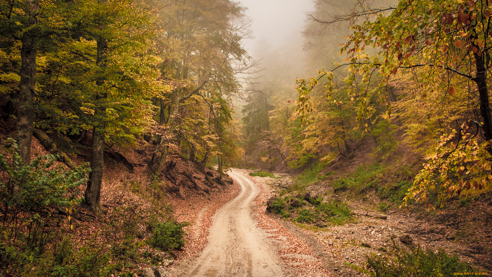 природа, дороги, туман, дорога, лес