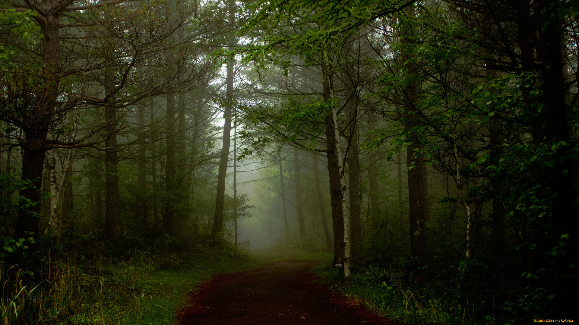 природа, дороги, туман, дорога, лес